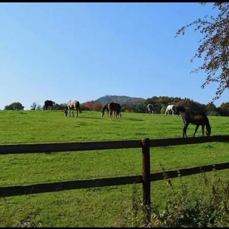 Green Seeblick Hotel am See