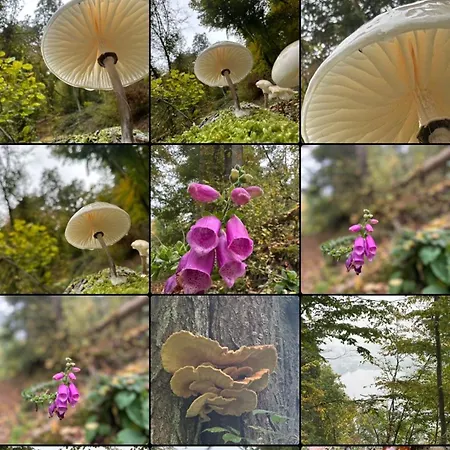 Green Seeblick Hotel am See 3*